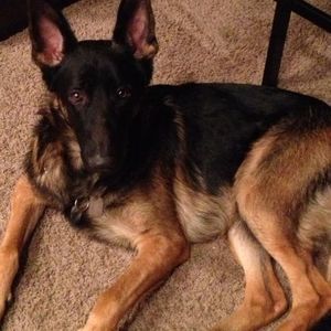 Meet your Posher, Gunner